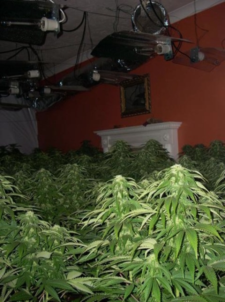 Cannabis plants being grown in a residential property
